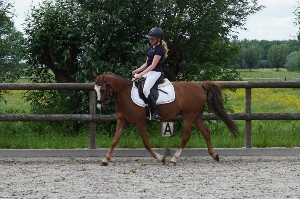 Lieve 9 jarige C pony, Gechipt, Ruin, Dressuurpony, 7 tot 10 jaar