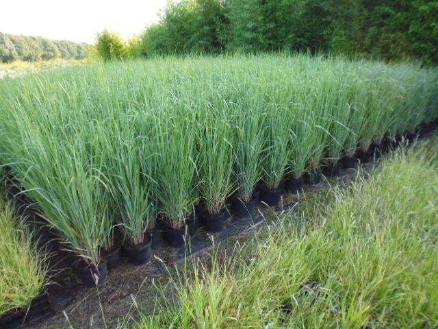 SIERGRAS voor vele toepassingen, Ophalen, Vaste plant, Siergrassen, Halfschaduw