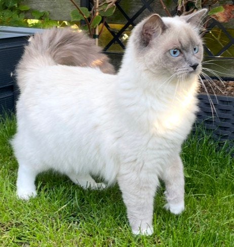 😺Nieuw! Blue Ragdoll dekkater KODA met STAMBOOM/Blue mitted, Dieren en Toebehoren, Kater, Met stamboom