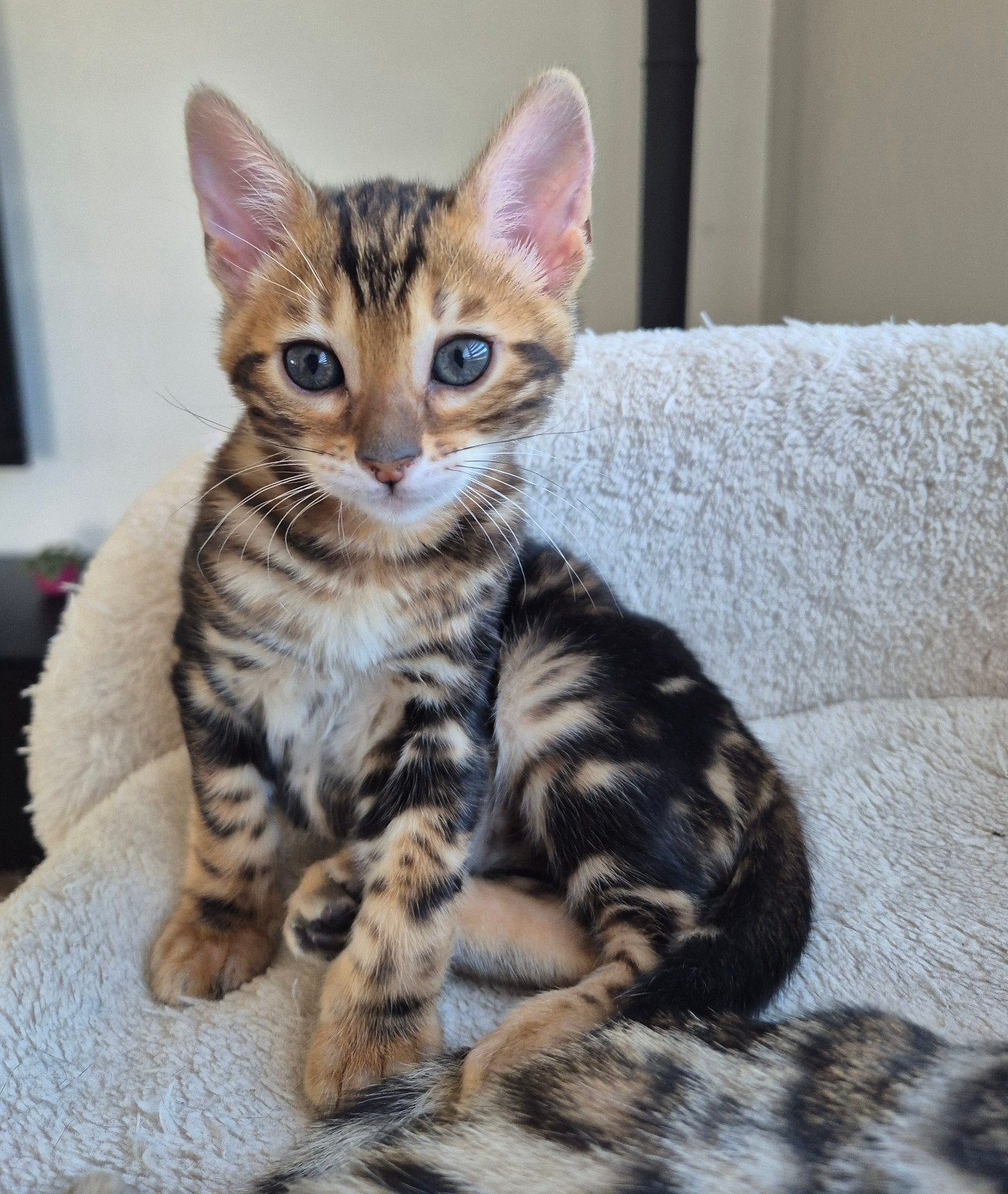 Bengaal kitten marble poesje beschikbaar mag verhuizen, Dieren en Toebehoren, Katten en Kittens | Raskatten | Korthaar, Poes, Gechipt