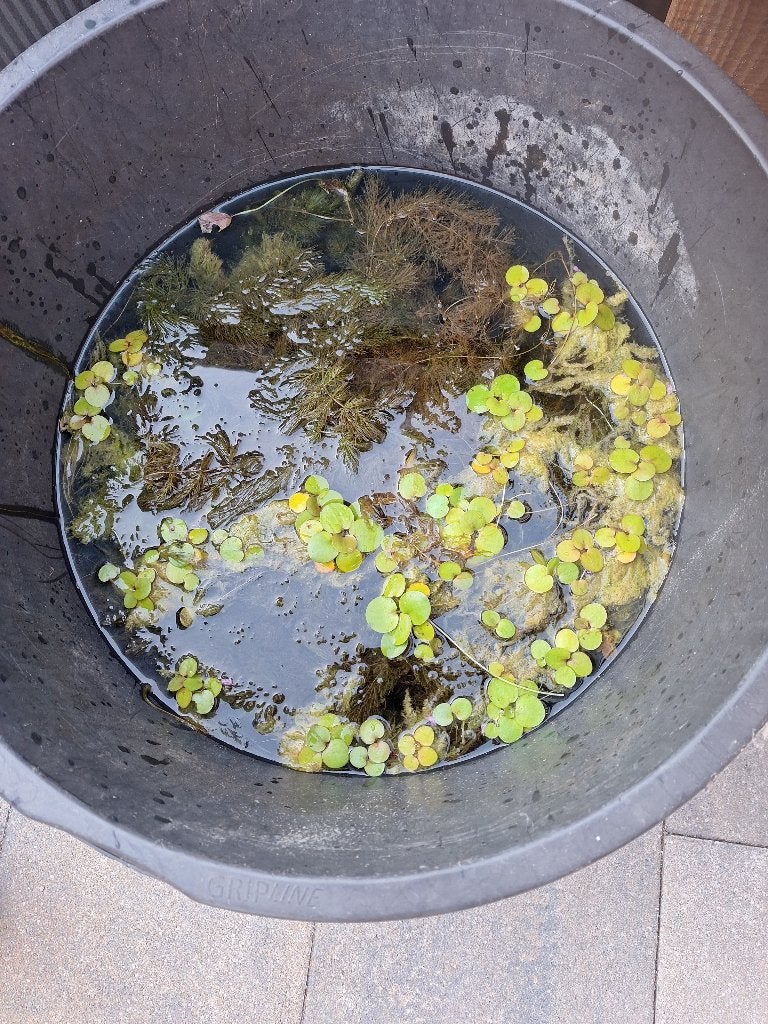 Vijverplanten, Ophalen, Zo goed als nieuw