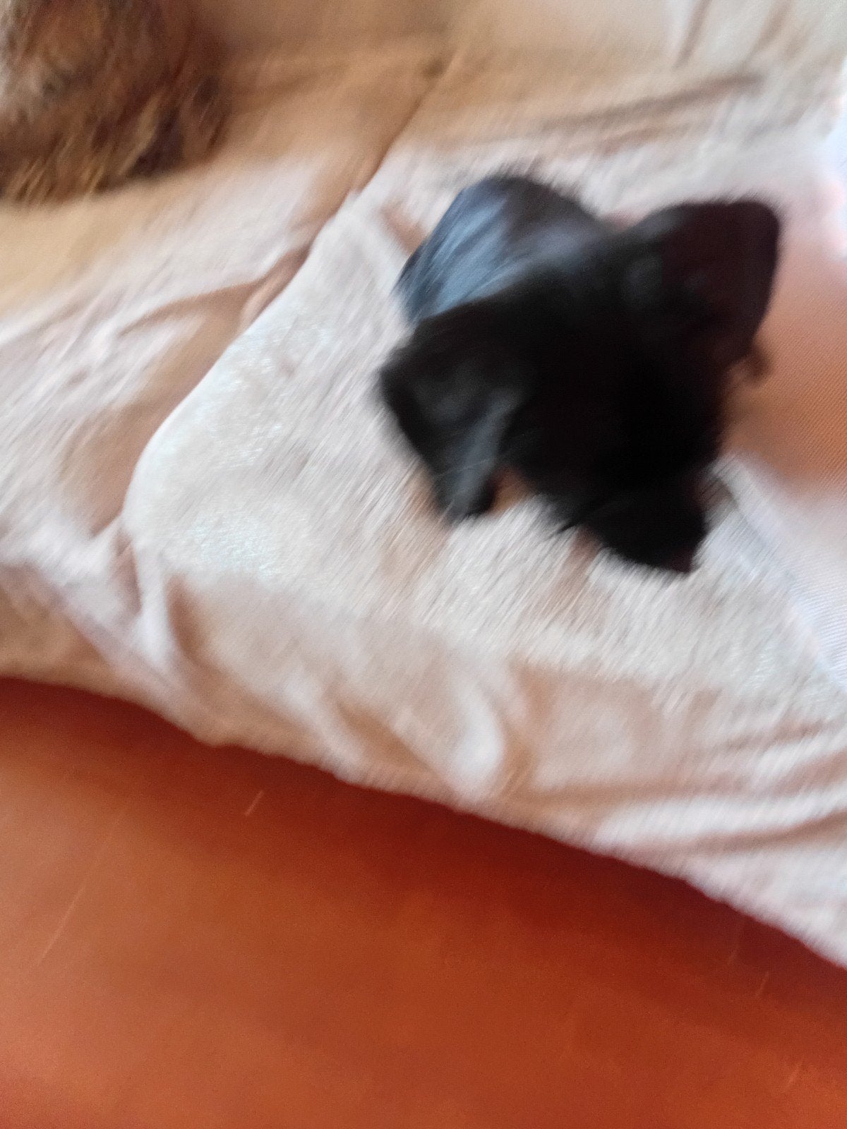 Te koop aangeboden pup teckel sitszue 13 weken  teefje, 8 tot 15 weken, Korthaar, Teef, Dwerg