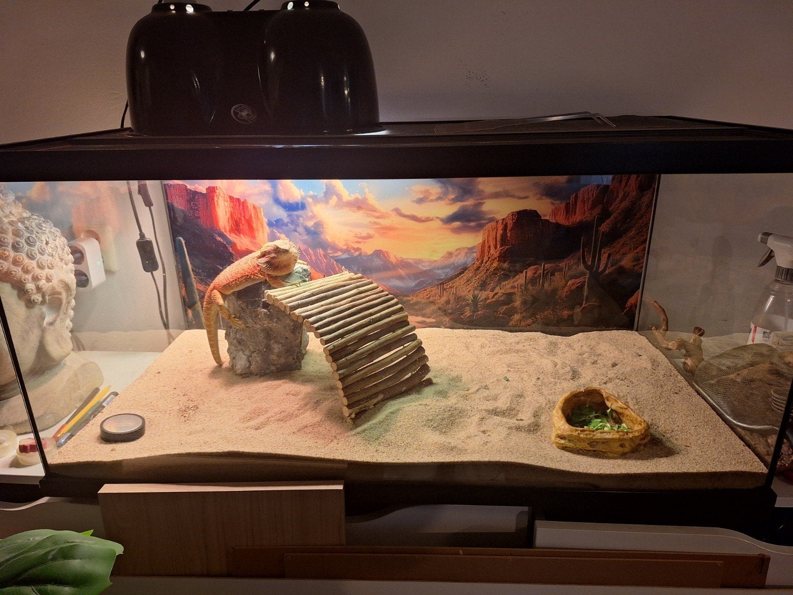 terrarium, Ophalen of Verzenden