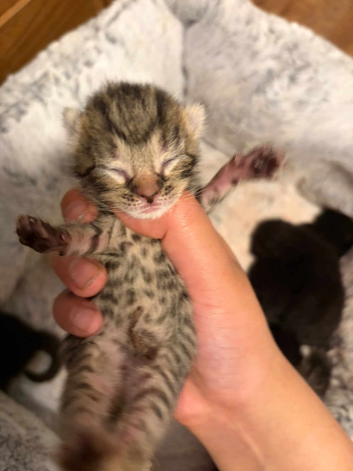 Kittens, Dieren en Toebehoren, Katten en Kittens | Raskatten | Korthaar, Meerdere dieren, Ontwormd