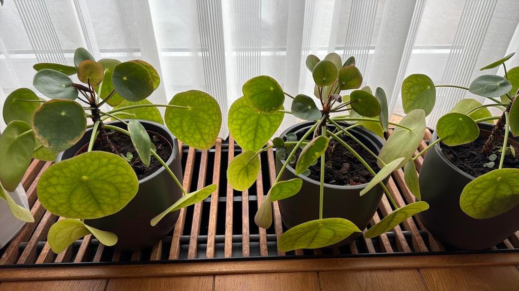 Pannekoek plant, Ophalen, Halfschaduw, Minder dan 100 cm