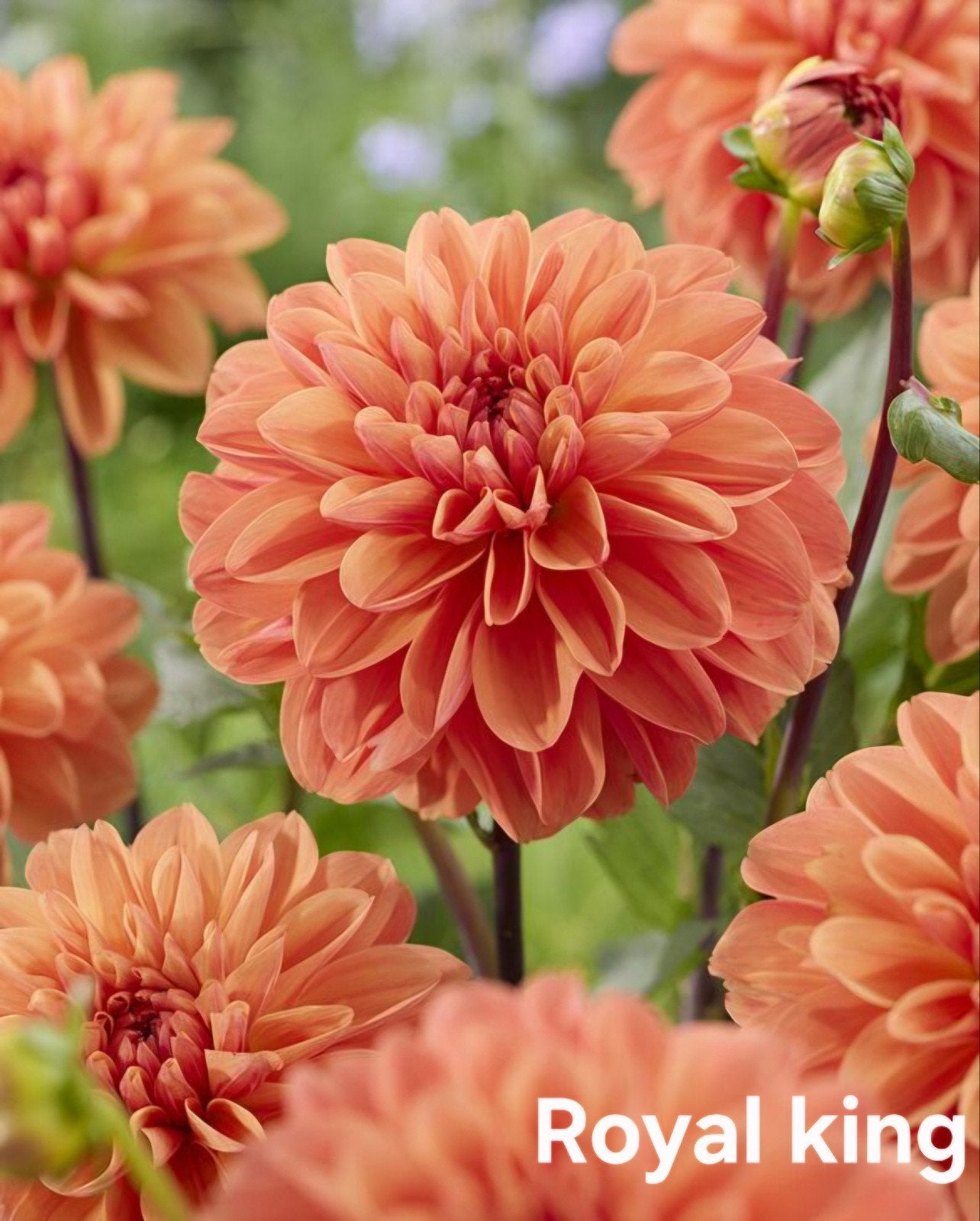 Dahlia Royal King in pot, Ophalen, Volle zon, Knol