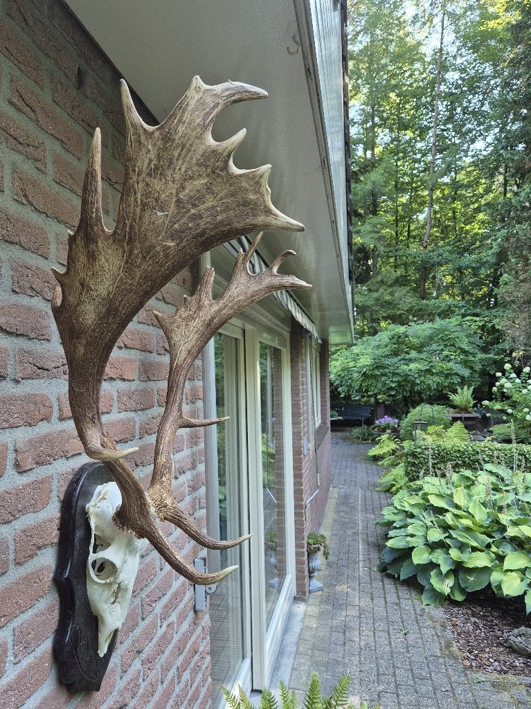 Groot damhert gewei op donker eiken schild, Ophalen, Zo goed als nieuw, Hert, Gewei of Kop