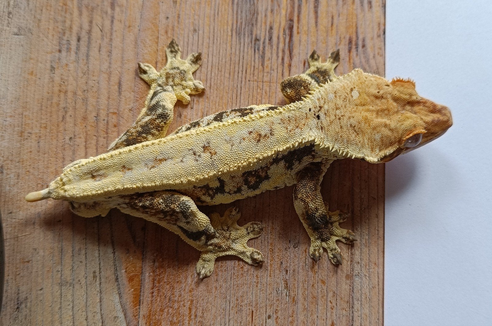 Wimpergekko man Lilly White frogbutt Crested Gecko photo 6