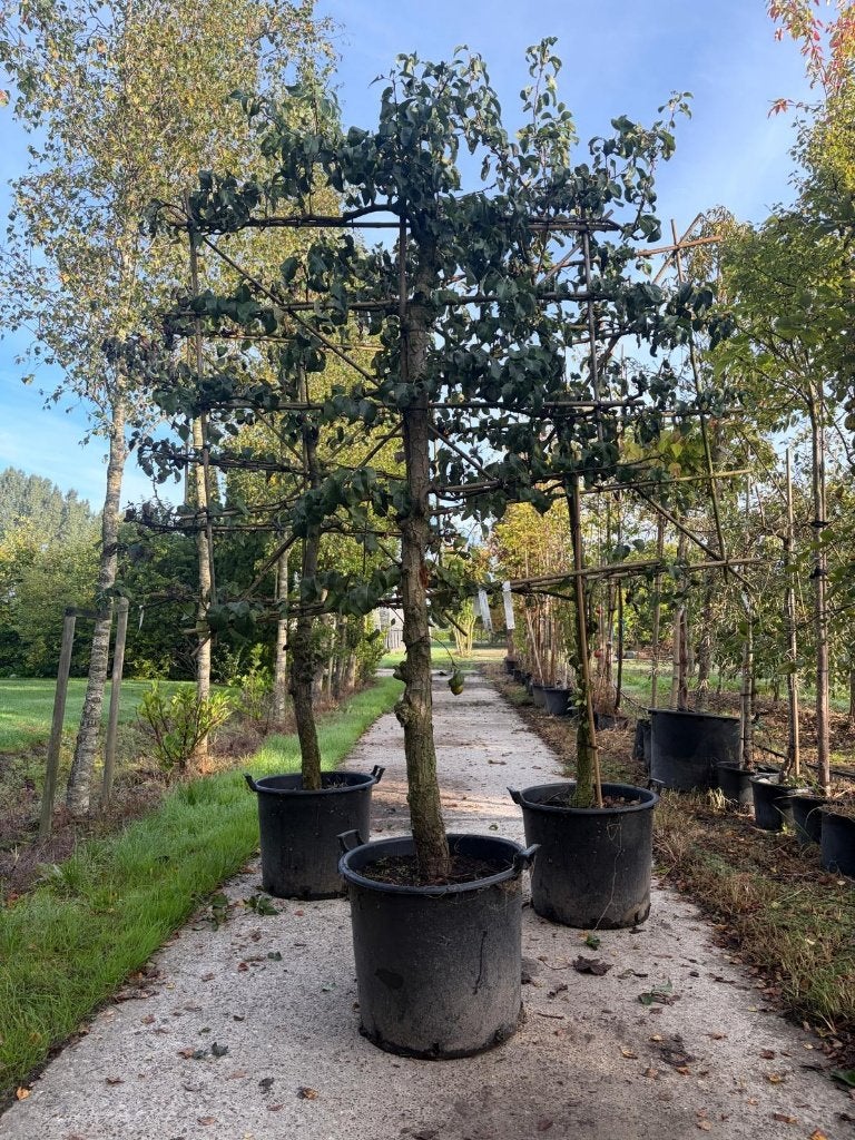 Perenboom  leivorm  Pyrus conference  OUTLET, Ophalen, Lente, Volle zon, 100 tot 250 cm