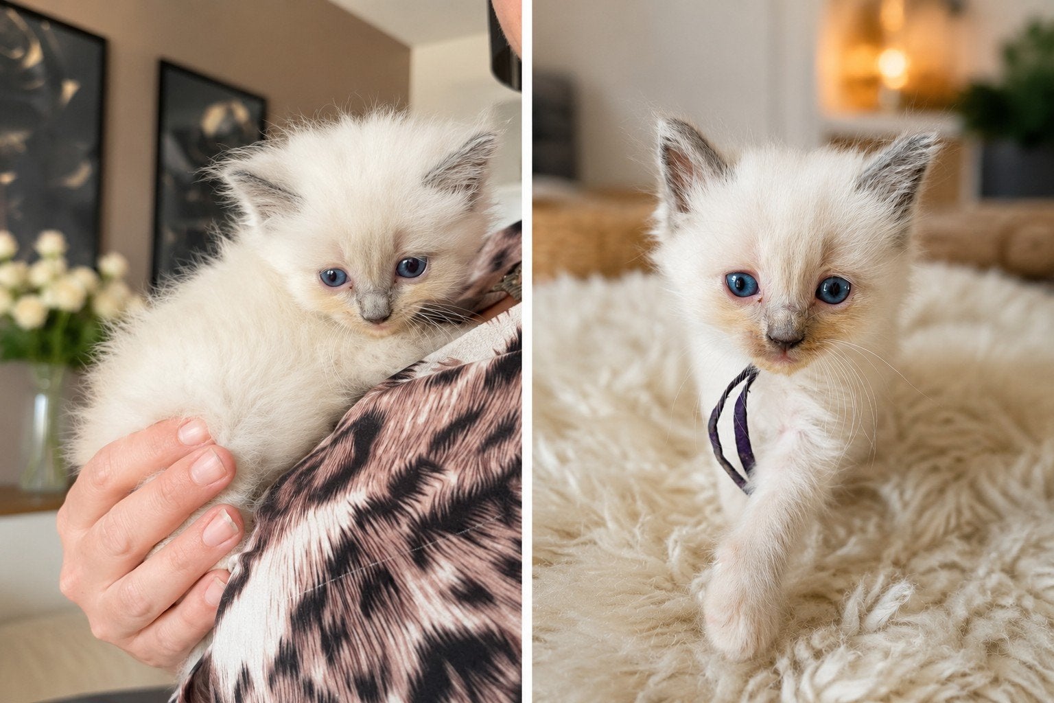 Twee prachtige Ragdoll poesjes zoeken hun gouden mandje, Dieren en Toebehoren, Meerdere dieren, 0 tot 2 jaar
