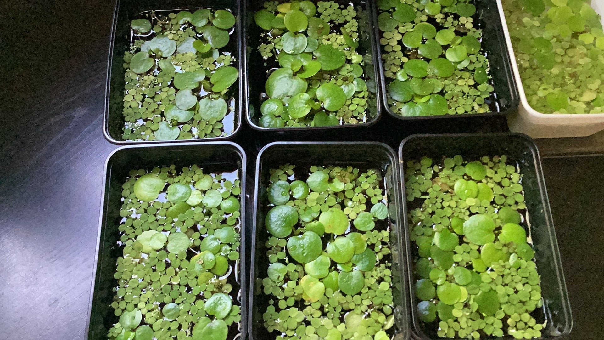 Drijfplanten mix in bakje, Ophalen, Zo goed als nieuw
