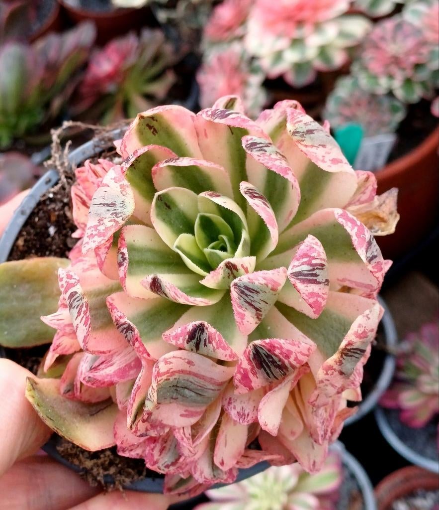 Aeonium christmas - nieuwe variëteit, Ophalen of Verzenden, Halfschaduw, Minder dan 100 cm
