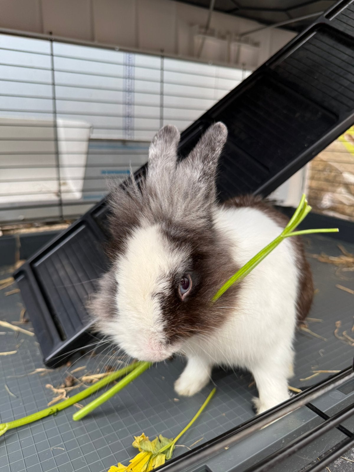 Konijn - 1 jaar oud, Dieren en Toebehoren, Konijnen, Mannelijk, Middelgroot, 0 tot 2 jaar