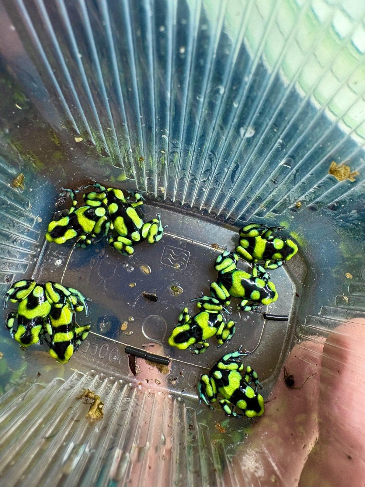Dendrobates Auratus "Capurgana" Breeding Couple Frog photo 3