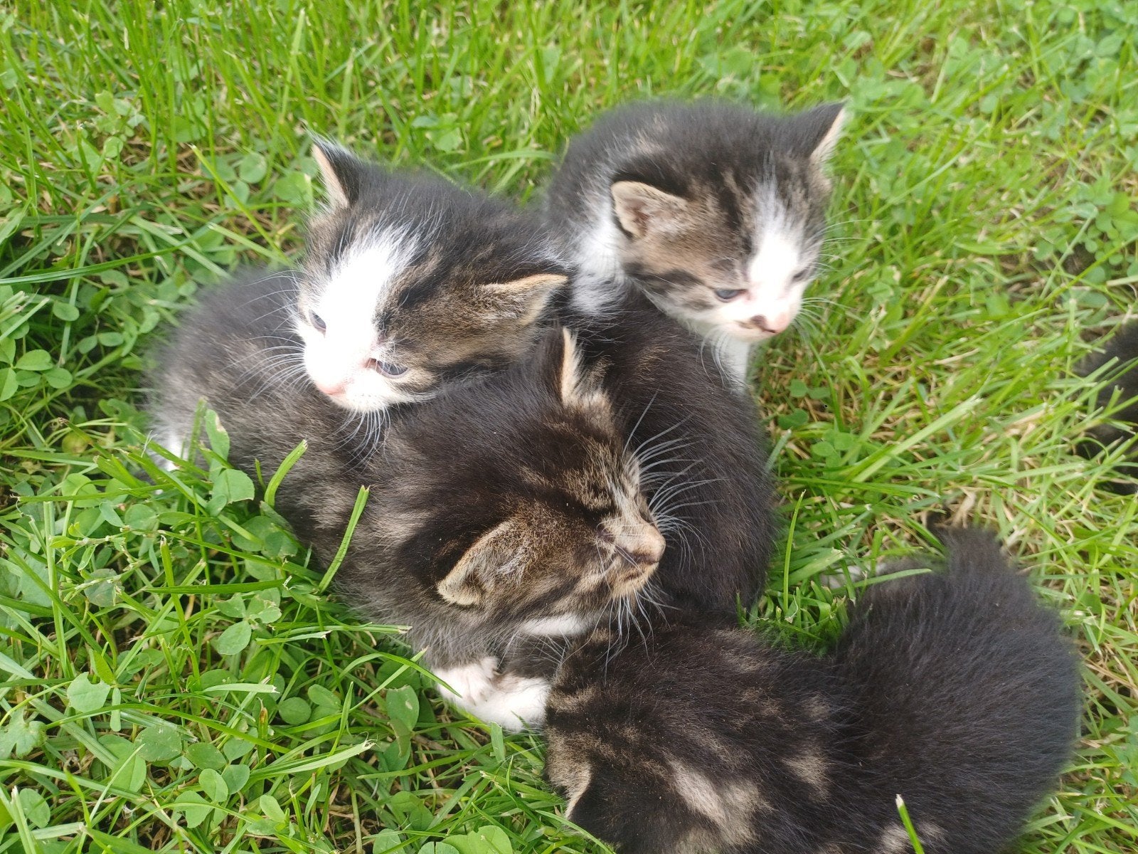 1 katertje veel wit beschikbaar, Meerdere dieren, Kortharig, 0 tot 2 jaar