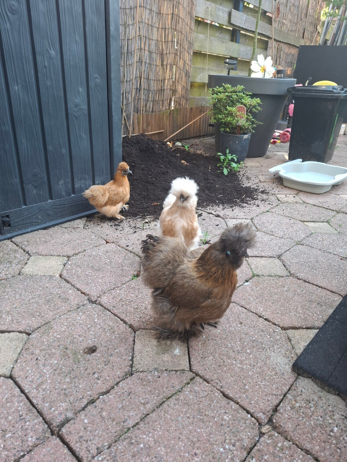 3 Zijdehoen hennen, Dieren en Toebehoren, Vrouwelijk, Kip