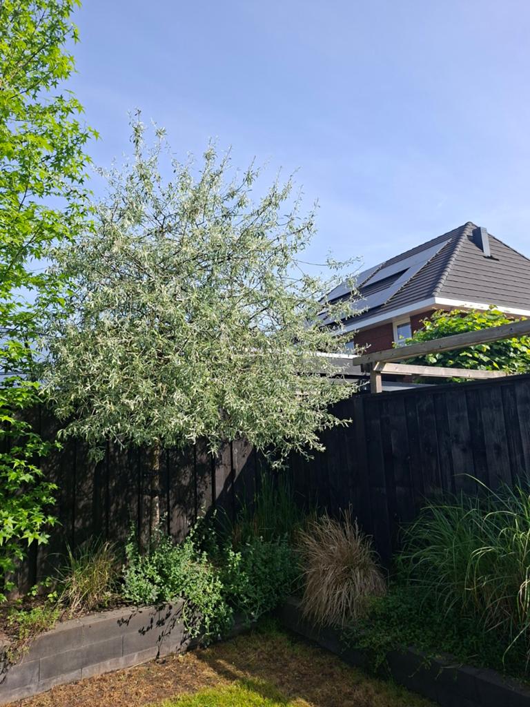 Wilgbladige peer te koop, Tuin en Terras, Planten | Bomen, Ophalen
