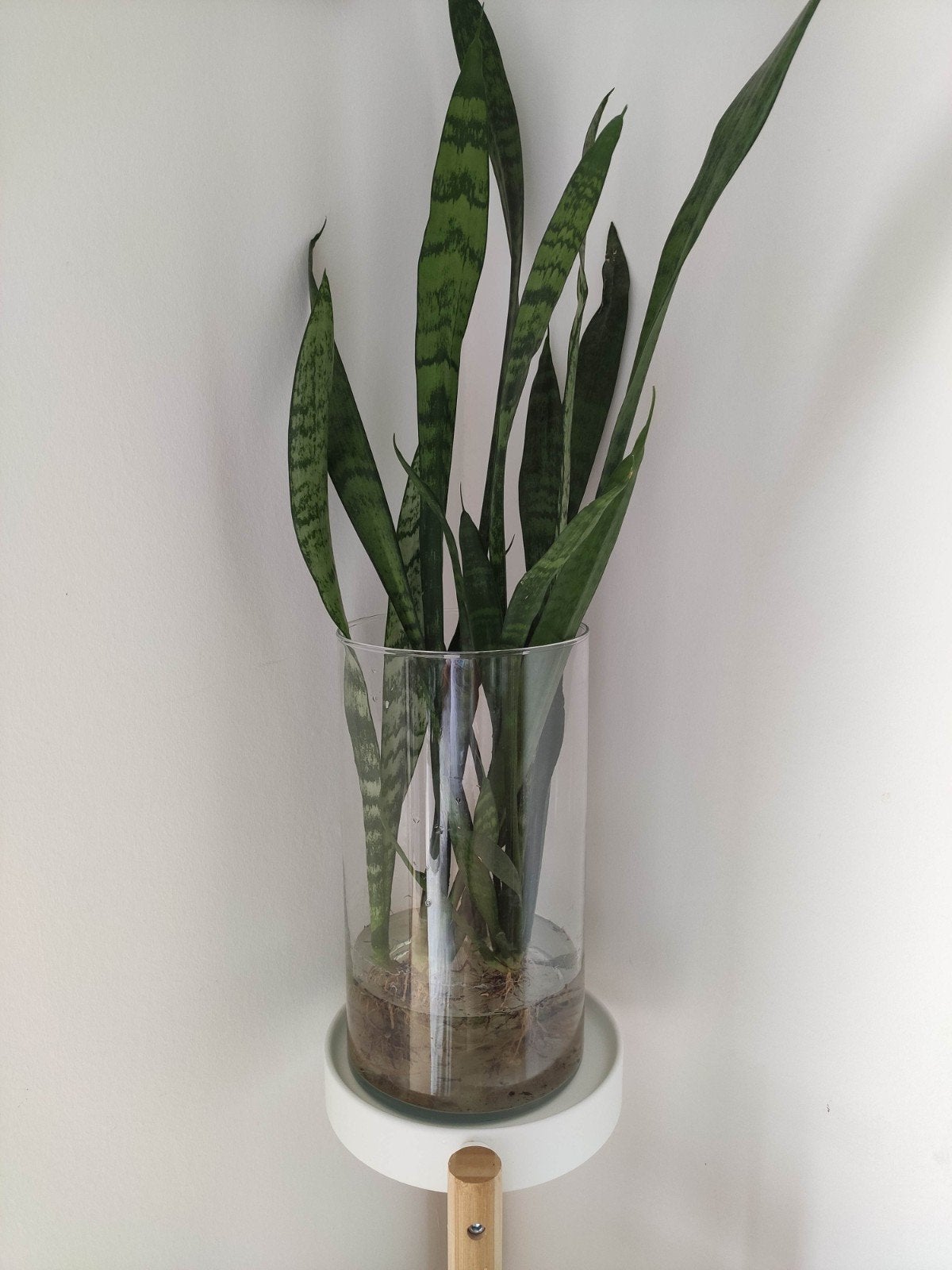 Sansevieria in glazen vaas - Hydrocultuur, Ophalen, Overige soorten, Halfschaduw, In pot