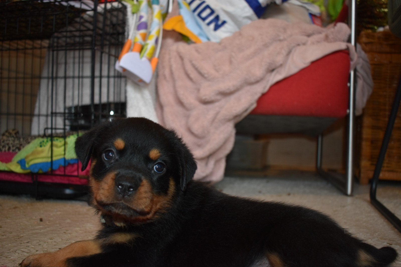 zeer mooie Rottweiler pups reuen., Dieren en Toebehoren, CDV (hondenziekte), 8 tot 15 weken, Meerdere, Meerdere dieren