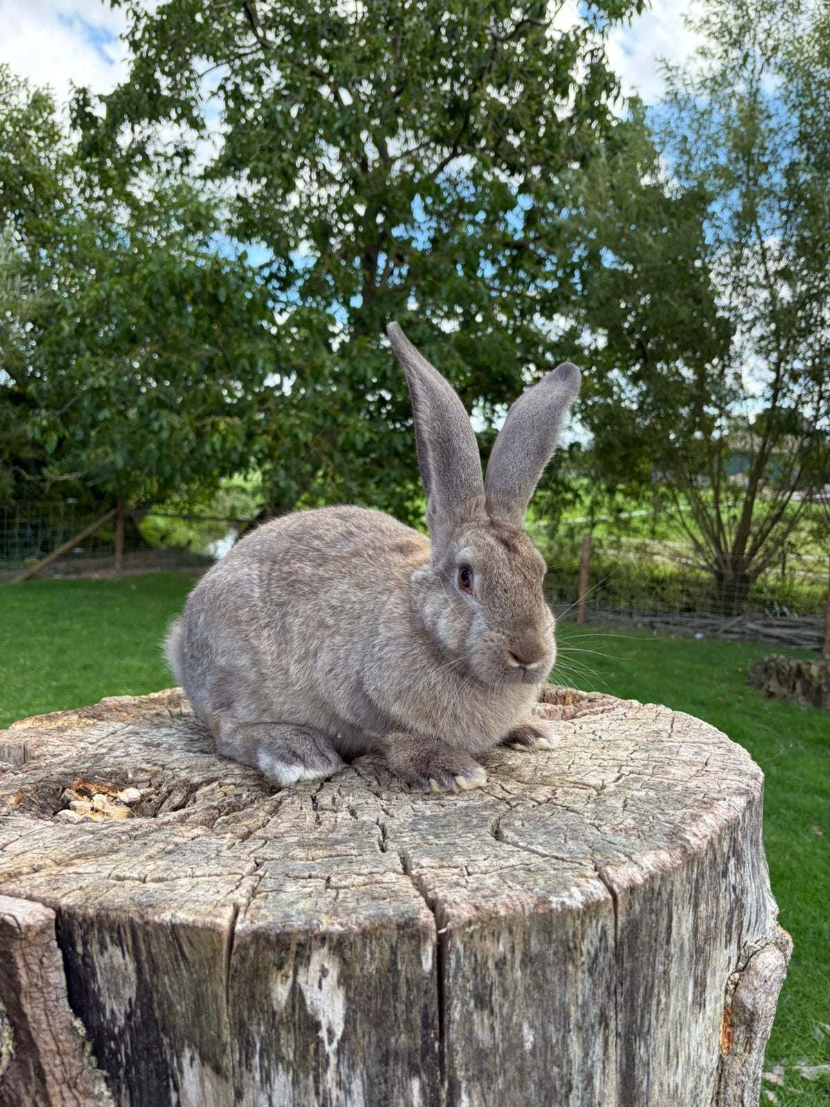 Vlaamse reus konijn, Dieren en Toebehoren, Mannelijk, Groot, 0 tot 2 jaar