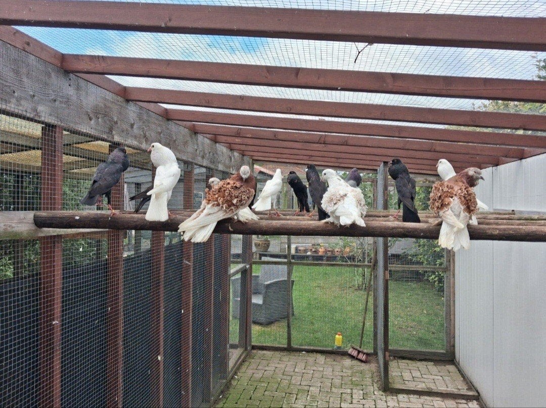 brunner kroppers zwart en witte krul duiven, Meerdere dieren