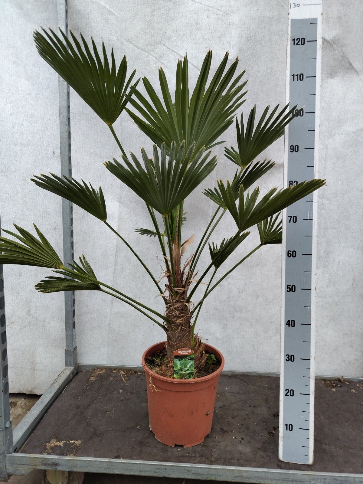 Winterharde palmboom Trachycarpus Wagnerianus, 100 tot 250 cm, Zomer, Palmboom, Ophalen