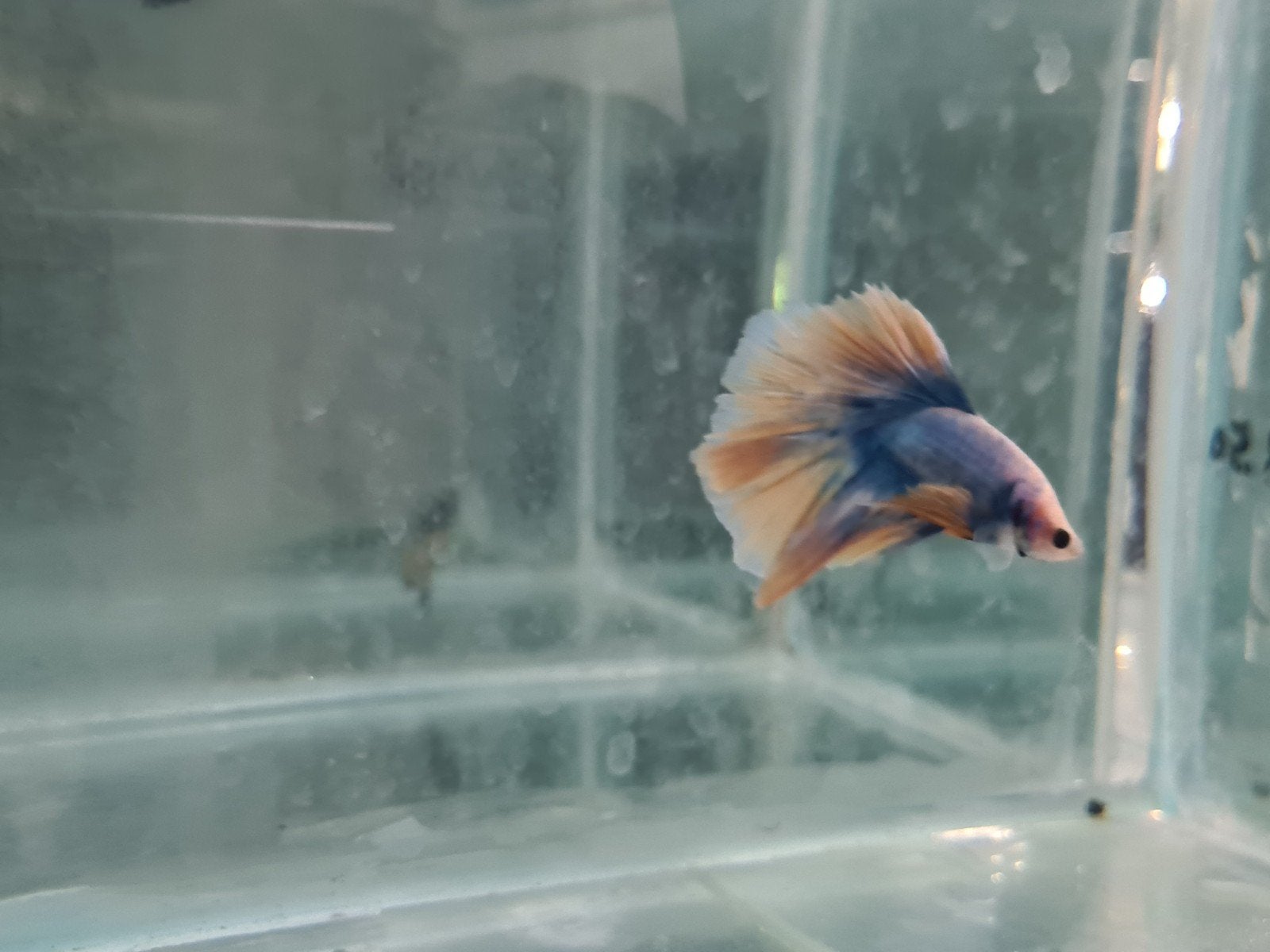 Betta splendens super delta kempvis man, Dieren en Toebehoren, Vis, Zoetwatervis