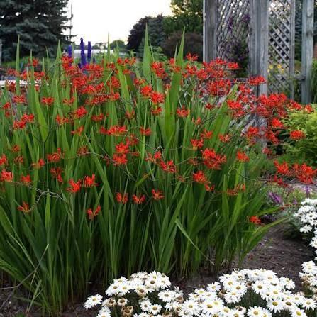 Mooie Crocosmia 'Lucifer' (Montebretia) in pot!, Ophalen, Volle zon