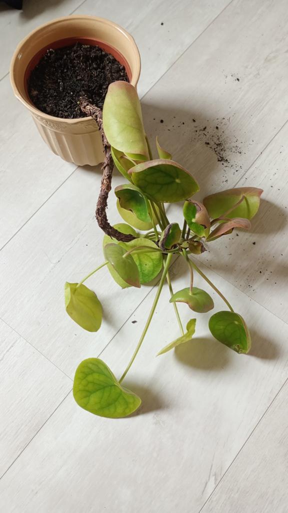 Pannenkoek plant, Ophalen, Halfschaduw, Minder dan 100 cm