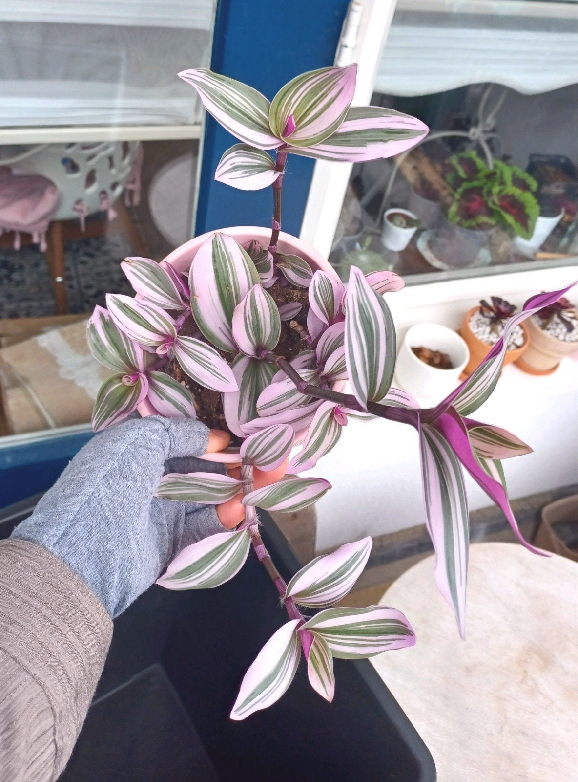 Tradescantia Nanouk met roze sierpot, Huis en Inrichting, Kamerplanten, Ophalen, Halfschaduw, Minder dan 100 cm