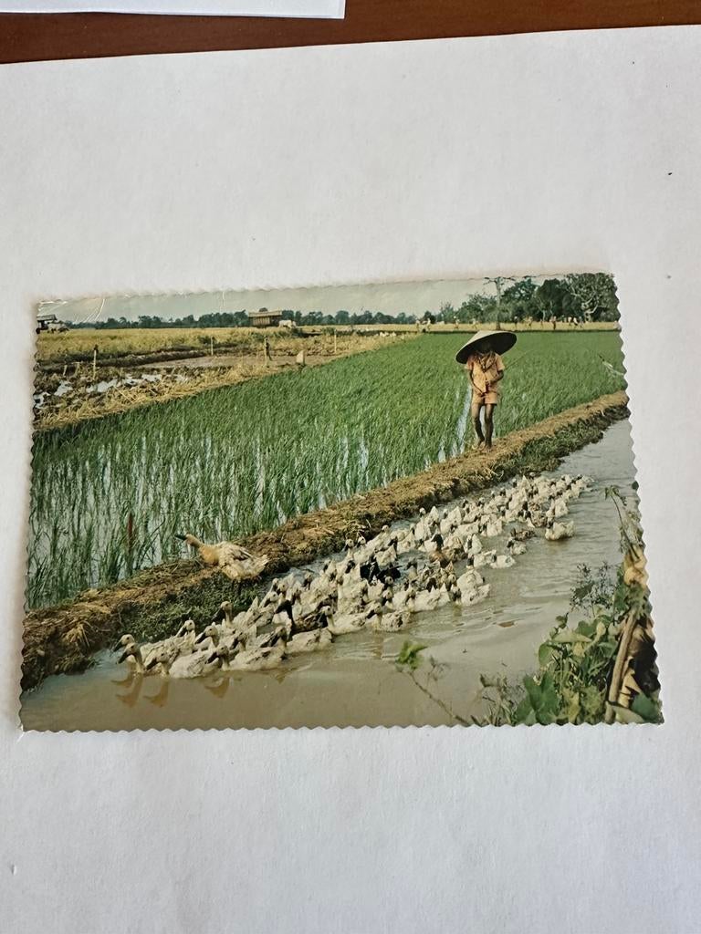 Rituele scene eendenherder Centaal Java, Ophalen of Verzenden, 1960 tot 1980