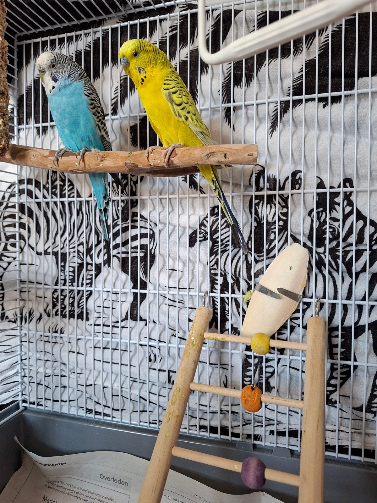 2 parkieten inclusief alle toebehoren, Meerdere dieren, Parkiet
