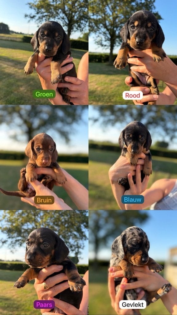 Prachtige dwerg teckel pups, Dieren en Toebehoren, Honden | Teckels en Dashonden, Meerdere dieren, Korthaar, Dwerg, Particulier