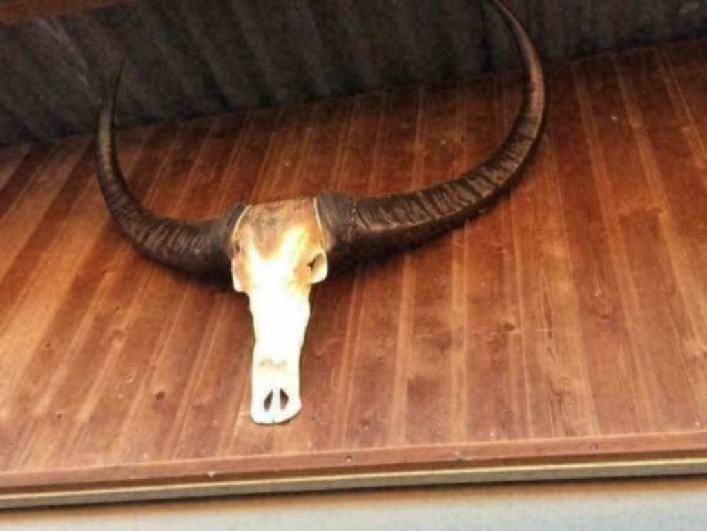 Foto 18 van Buffelschedels , Skulls , Longhorn , hoorns , bison schedels