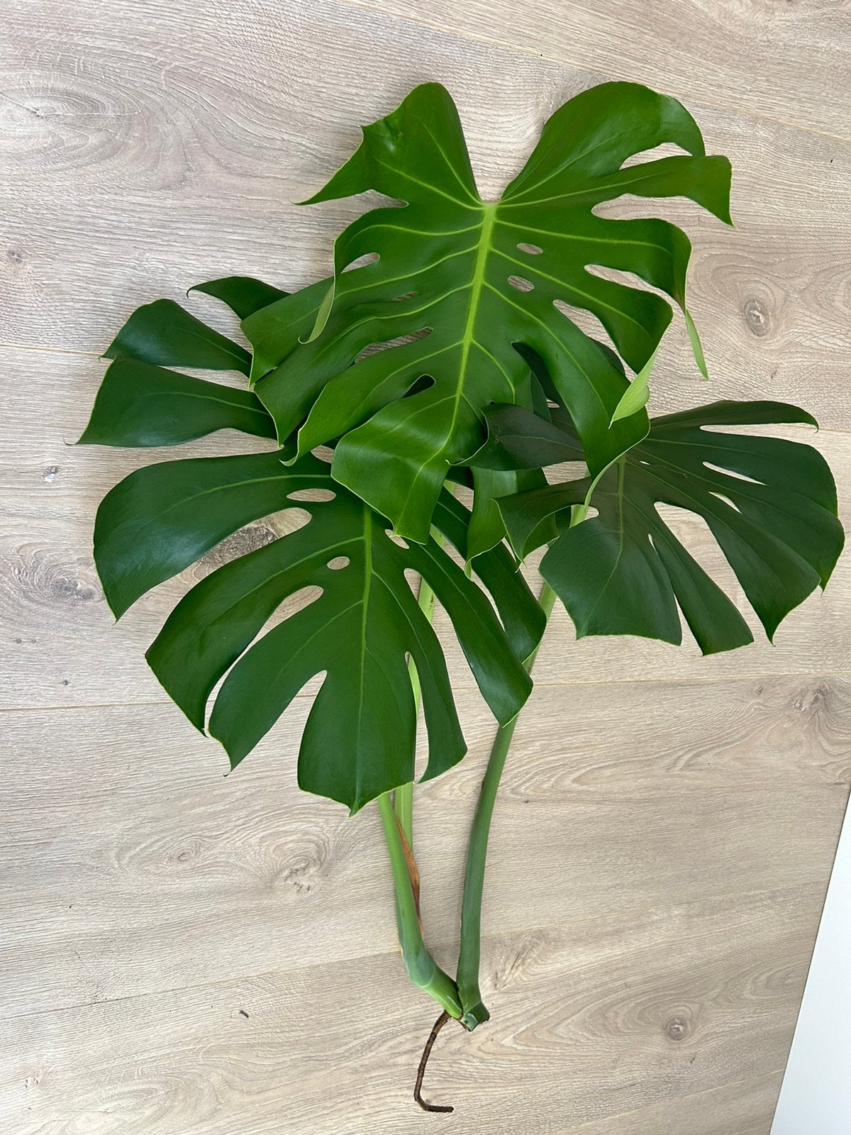 Monstera Deliciosa Top Cuttings - €10 Each, Ophalen, Halfschaduw, Minder dan 100 cm