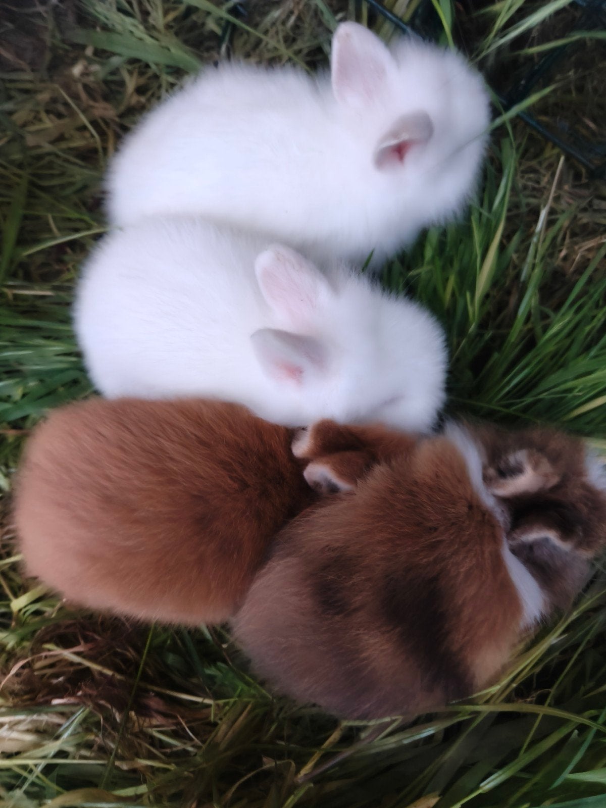 Super mooie konijn!!! 1 voor €15 twee voor €25!!!, Geslacht onbekend, Dwerg, 0 tot 2 jaar