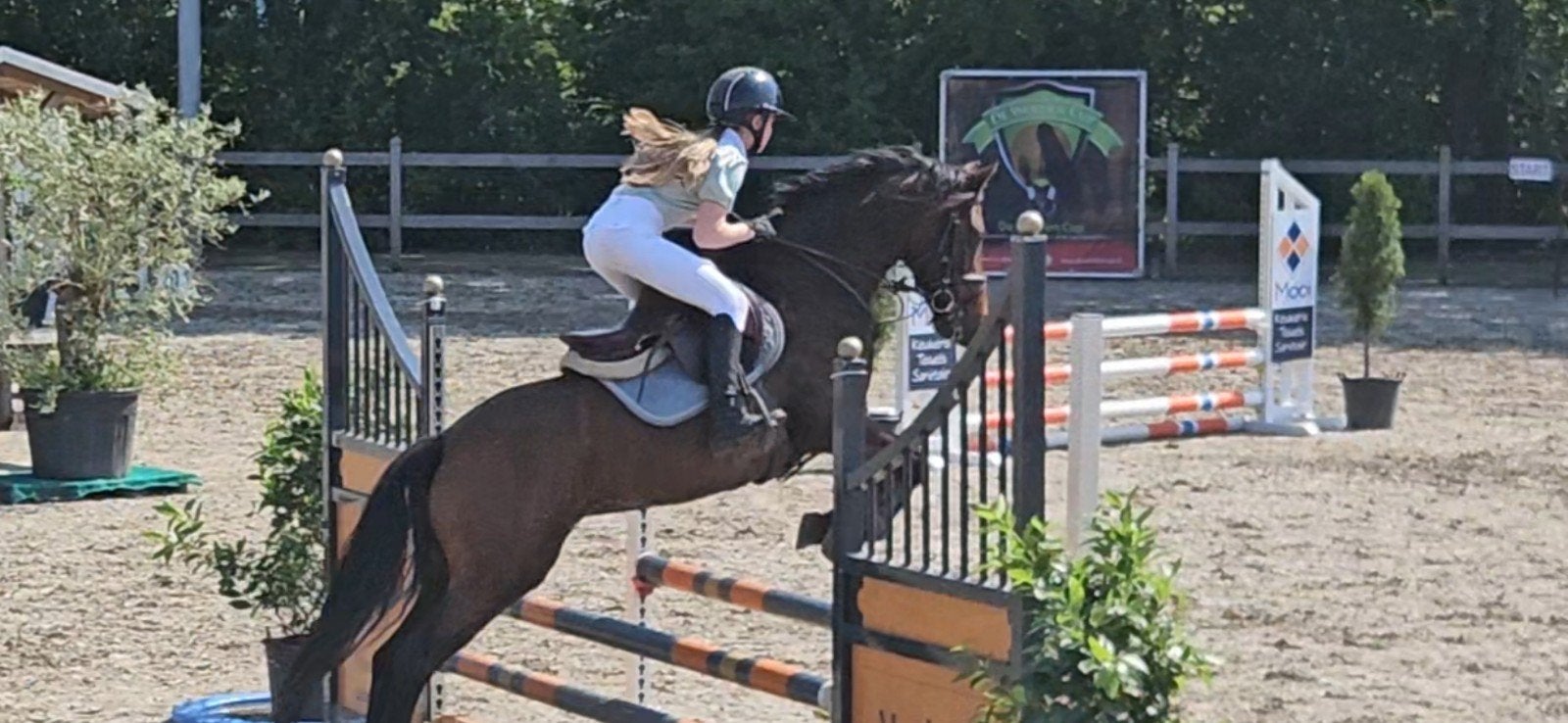 Fanatieke D sportpony ruin, Met stamboom, Ruin, Springpony, L