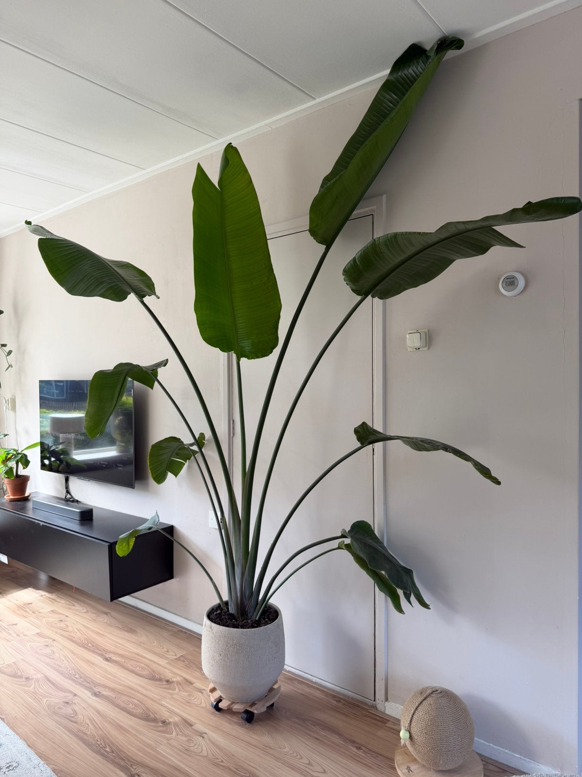 Grote strelitzia Nicolai (paradijsvogelplant), Huis en Inrichting, Ophalen, Halfschaduw, 200 cm of meer
