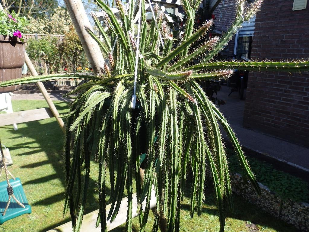 Te koop mooie grote hangcactus, Ophalen, Nieuw