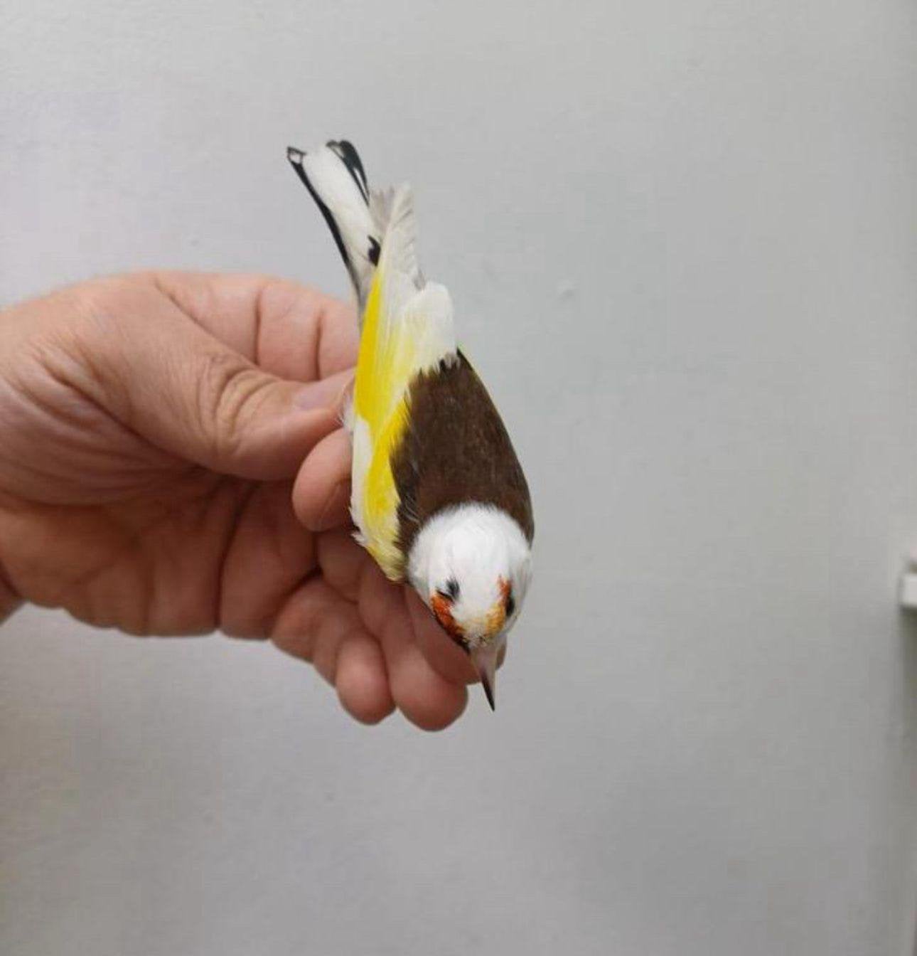 Parva Man Te Koop, Dieren en Toebehoren, Mannelijk, Wildzangvogel, Geringd