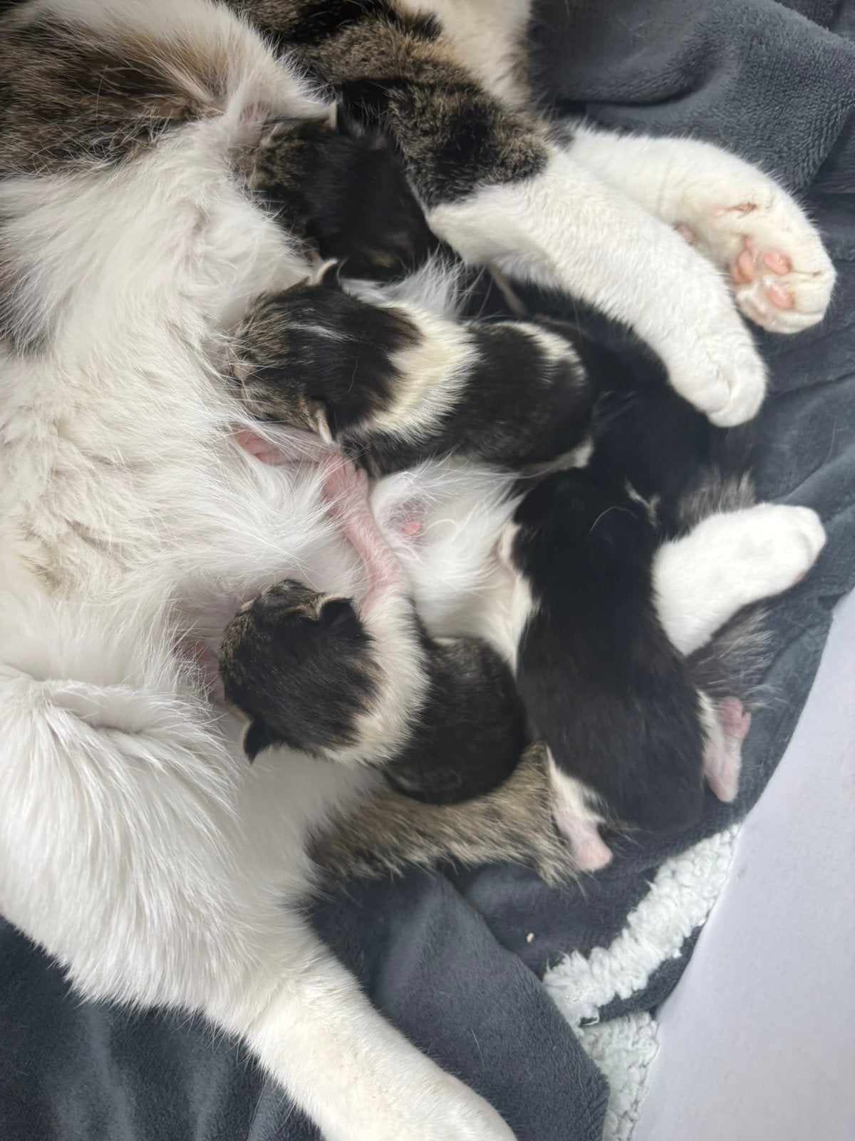 Vier lieve en ondeugende kittens aangeboden, Meerdere dieren, 0 tot 2 jaar