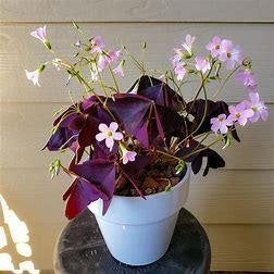 Oxalis paars blad, vaste(?) plant, Volle zon, Vaste plant, Winter, Ophalen
