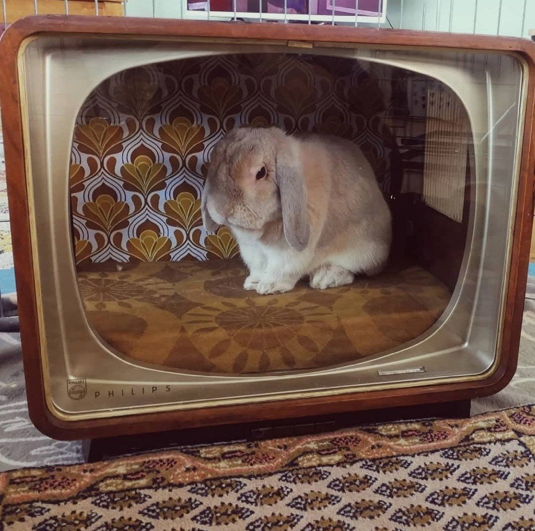 Retro huisdierenhokje van oude Philips TV, Ophalen, Gebruikt