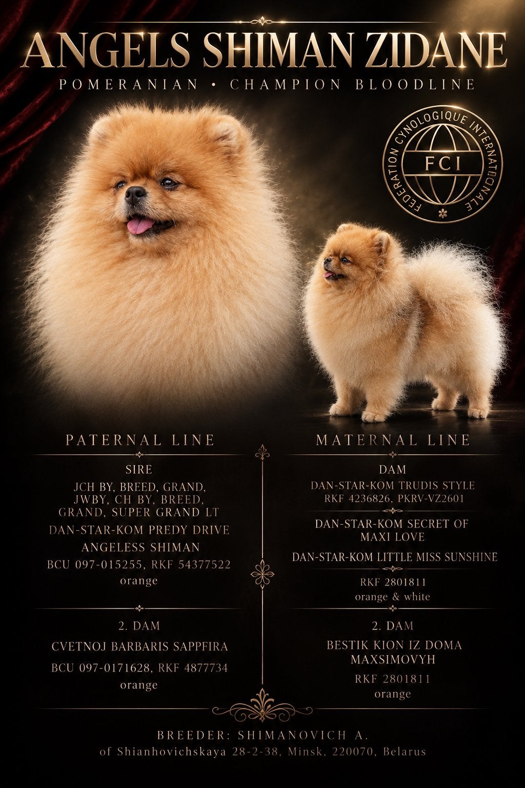 dekreu pomeriaan met fci stamboom ( NIET TE KOOP ), Dieren en Toebehoren, Particulier, Keeshond, Reu, Buitenland