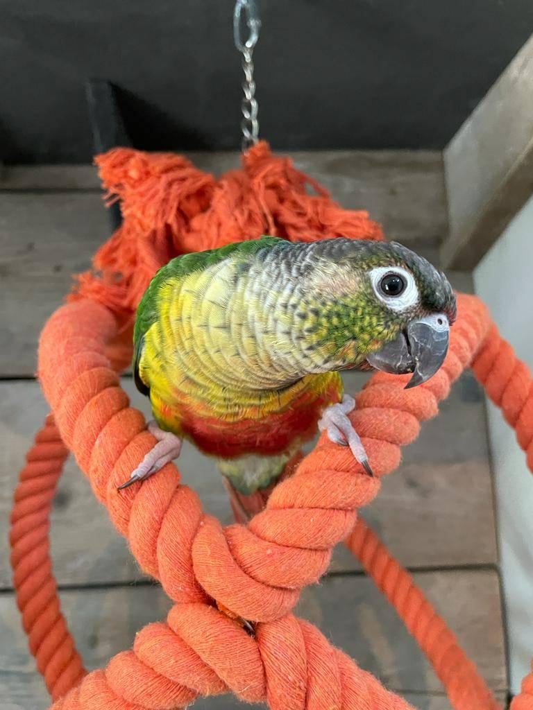 Jonge Baby Pyrrhura´s | Handtam | Nieuwsgierig | Div.kleuren, Dieren en Toebehoren, Meerdere dieren, Parkiet, Pratend