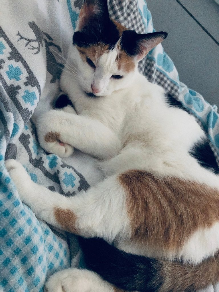 Met pijn in mijn hart zoekt Miep een nieuw thuis ️, Poes, Gechipt, 6 jaar of ouder