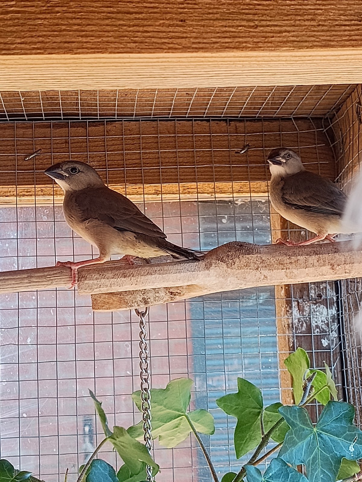 Jonge Rijstvogels wildkleur, Dieren en Toebehoren, Meerdere dieren, Tropenvogel