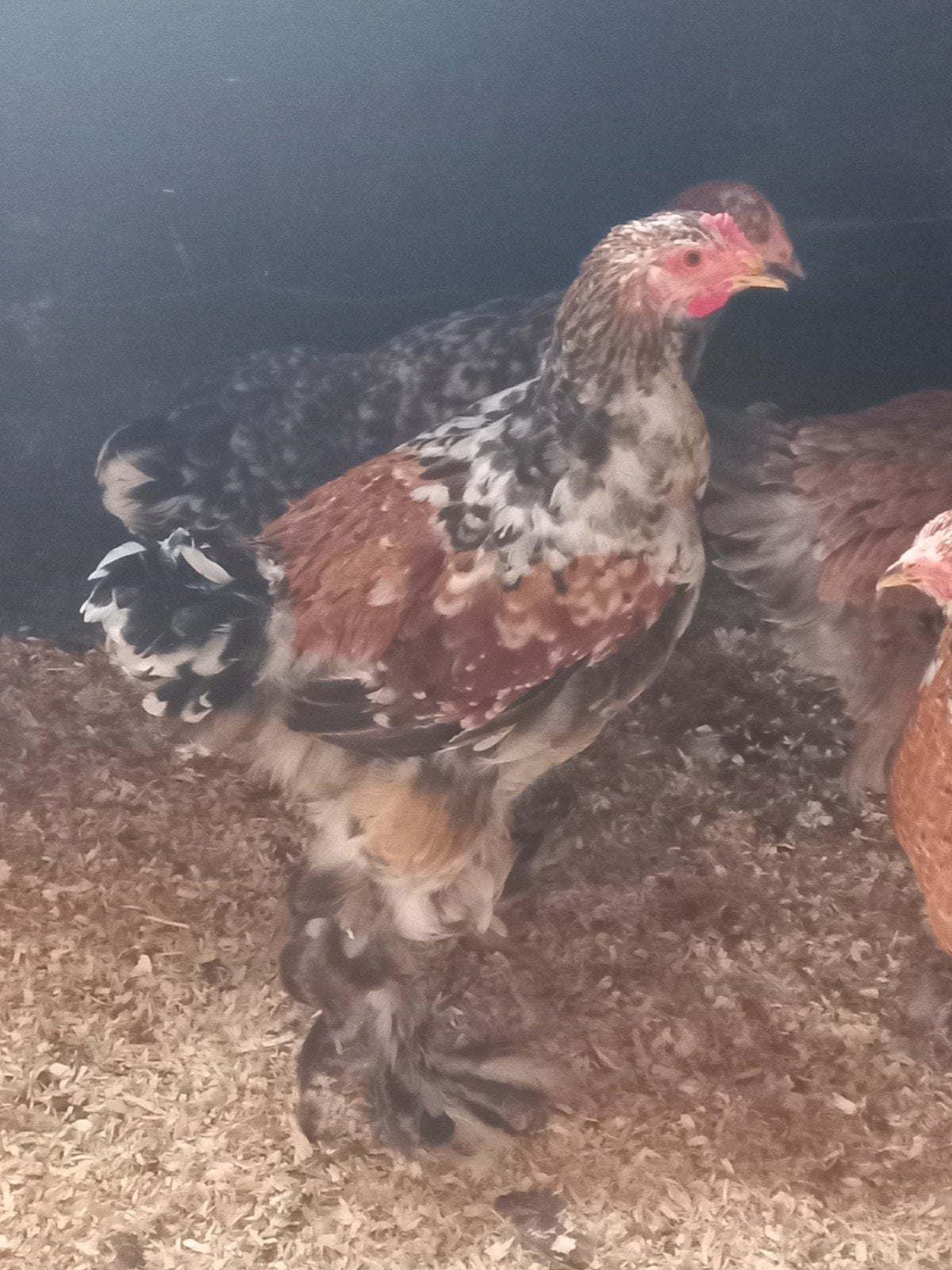 Gratis, Dieren en Toebehoren, Pluimvee, Mannelijk, Kip