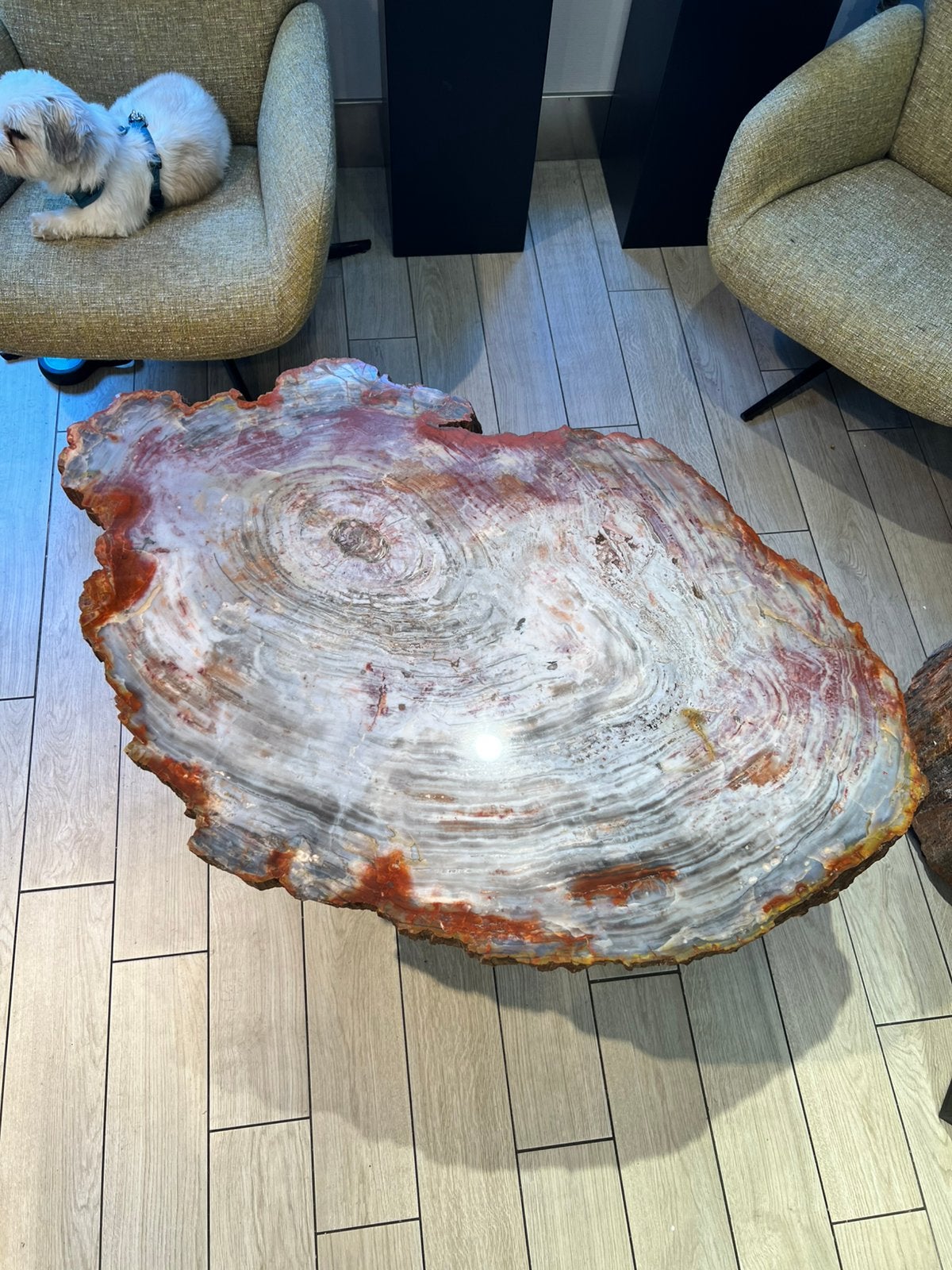 Prachtige salontafel van versteend hout uit Arizona, Ophalen of Verzenden