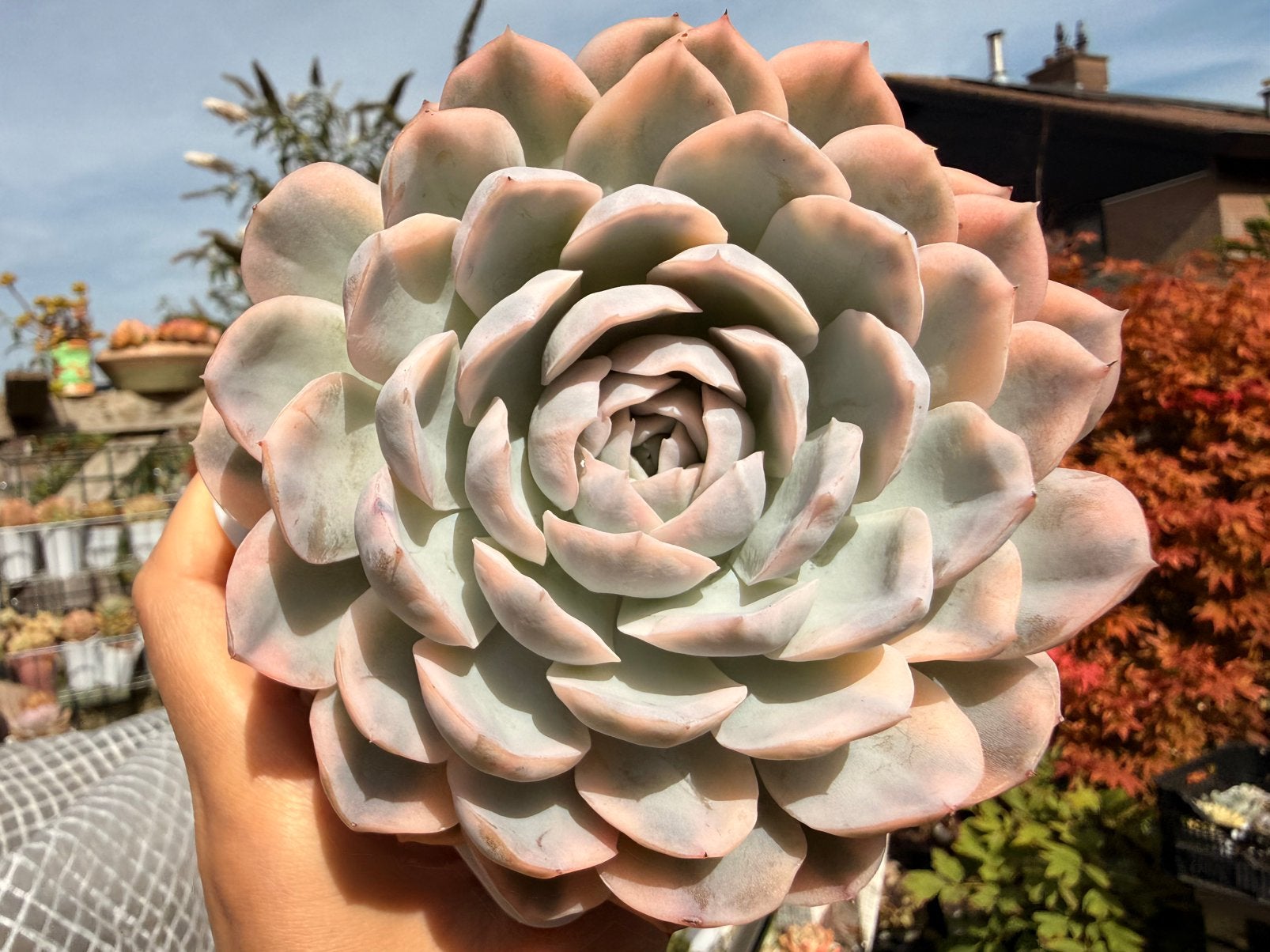 Echeveria Snowball variegata /pot 9cm/vetplant/succulent, Ophalen of Verzenden, Halfschaduw, Minder dan 100 cm